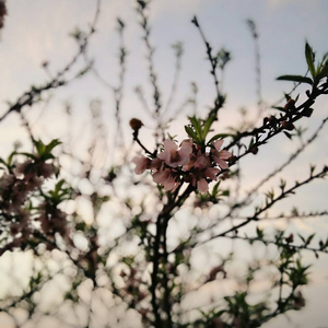 黄色一没片日子裸体少女接磨
